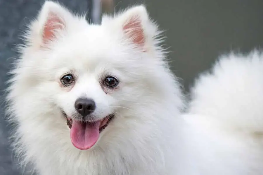 Giống Eskimo của Mỹ đã xuất hiện ở Hoa Kỳ vào thế kỷ 19.