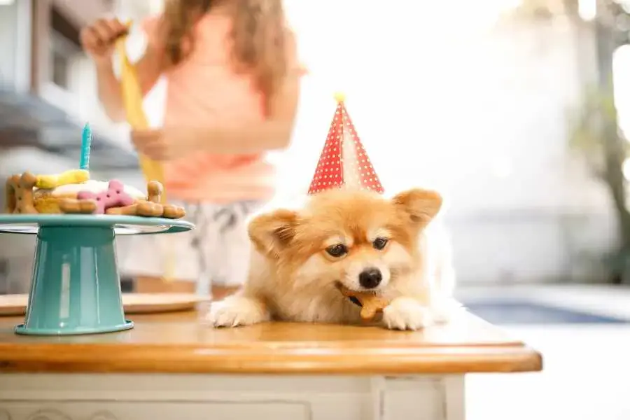 Nên cho Phốc Sóc ăn đúng giờ, đúng bữa và các bữa cần đều nhau.