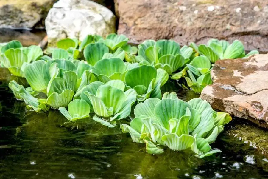Bèo cái tìm thấy nhiều ở sông suối, mươn nước,..