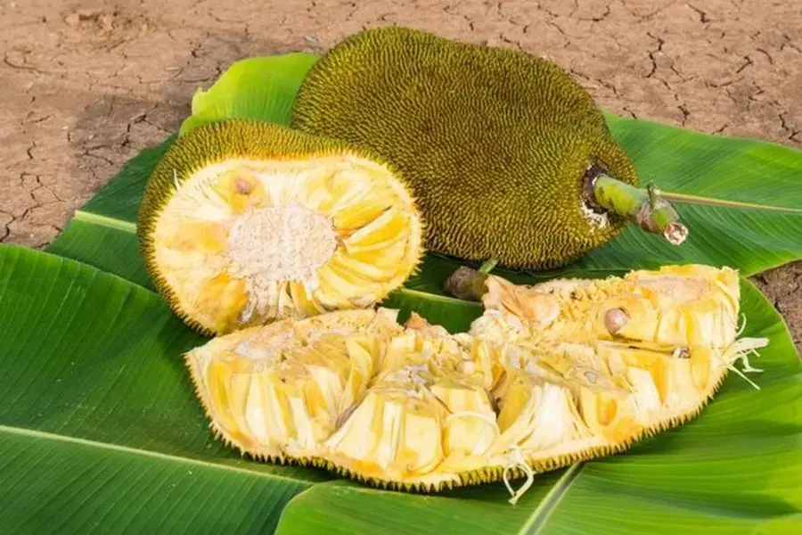 Múi quả mít