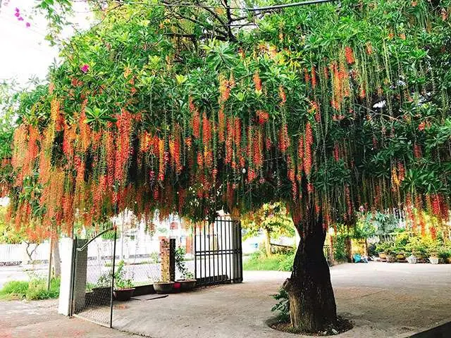 Cây lộc vừng