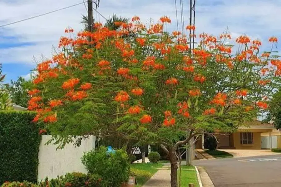 Nhân giống cây phượng từ hạt là cách phổ biến được nhiều người áp dụng. 