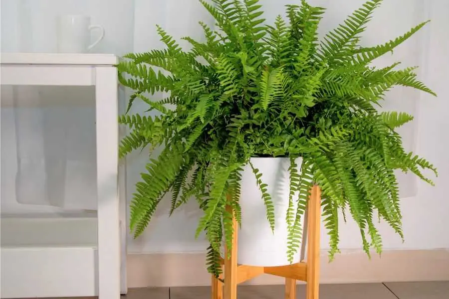 Dương xỉ biểu trưng cho sự sum vầy đông đủ và phát triển mạnh mẽ.
