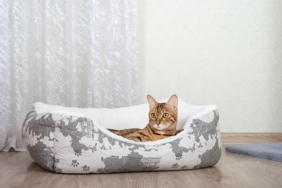 Mèo có bộ lông ngắn và mềm mượt và nên chải lông cho mèo 2-3 lần/tuần.