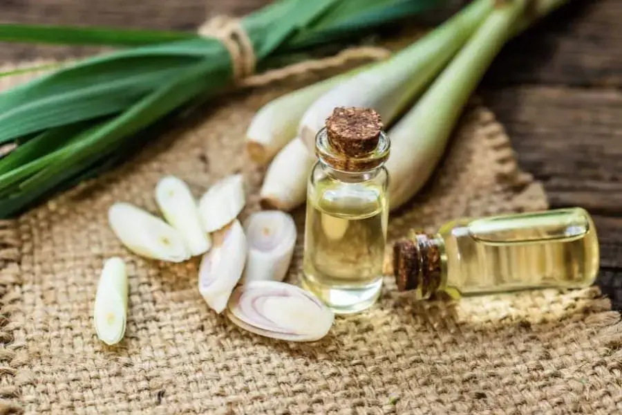 Cách đuổi muỗi bằng tinh dầu sả được sử dụng phổ biến và đem lại hiệu quả cao