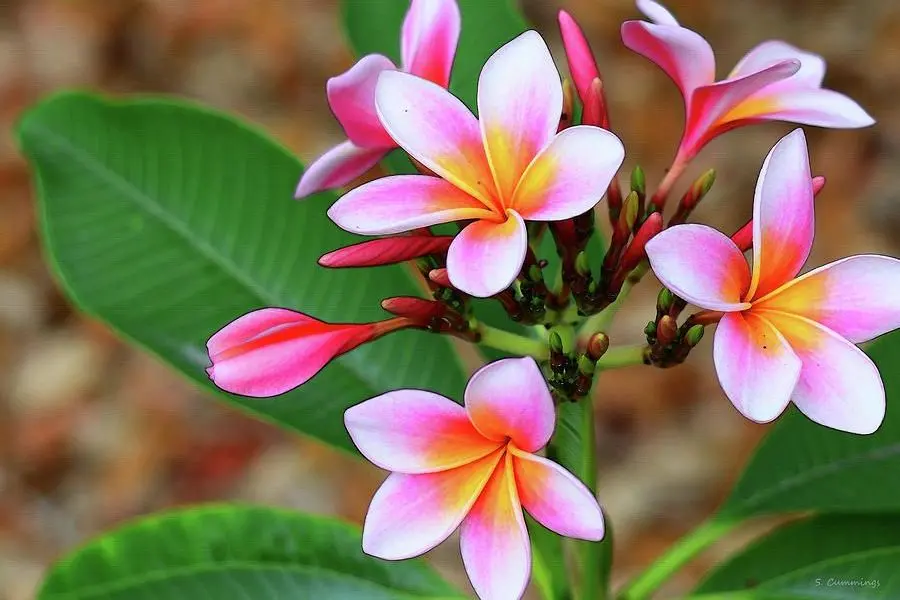 Hoa sứ thu hút sự may mắn, phú quý, giàu sang.