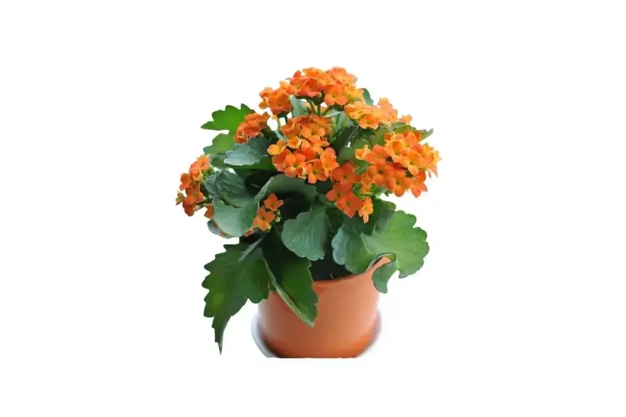 Cây Sống Đời biểu tượng cho sự trường thọ, khỏe mạnh, gắn bó
