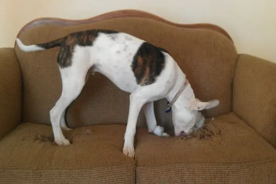 Thú cưng quậy phá là một trong những nguyên nhân phổ biến làm rách vải bọc sofa