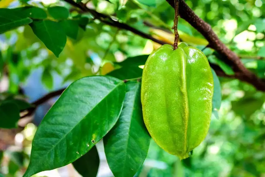 Vitamin C trong khế chua chính là cách chữa tóc bạc sớm hiệu quả nhất.