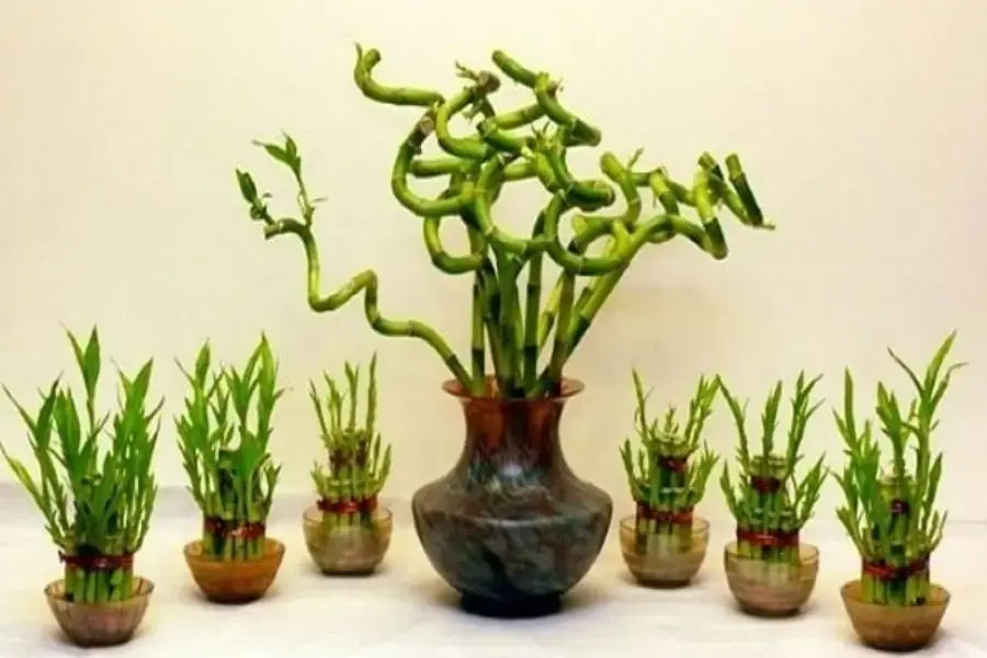Cây phát lộc mang đến sự may mắn, sức khỏe, thịnh vượng.
