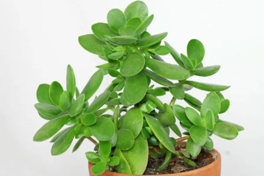 Cây ngọc bích hợp với mệnh Mộc và mệnh Hoả.