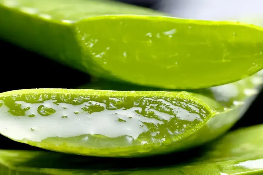 Nha đam có chứa nhiều vitamin nhóm B, vitamin C và các khoáng chất nên có tác dụng ngăn ngừa mụn hiệu quả.