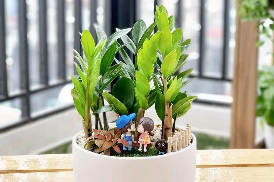Cây Kim Tiền giúp thu hút vận may cho người sở hữu.