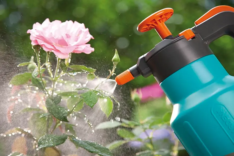 Chú ý đến lượng nước tưới cho cây