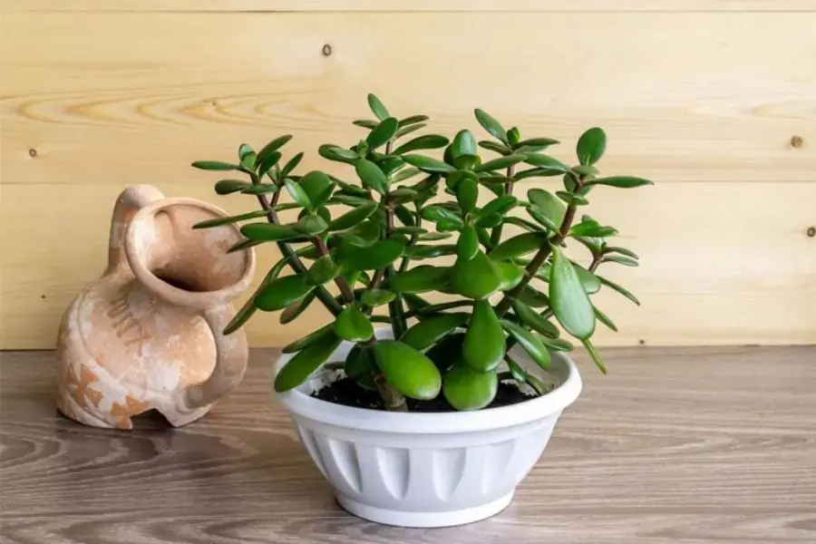 Cây ngọc bích giúp gia chủ mệnh mộc luôn có những mối quan hệ tốt