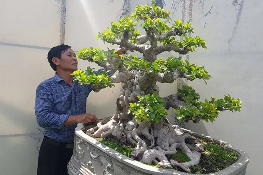 Thường xuyên quan sát và theo dõi chậu si trong nhà.