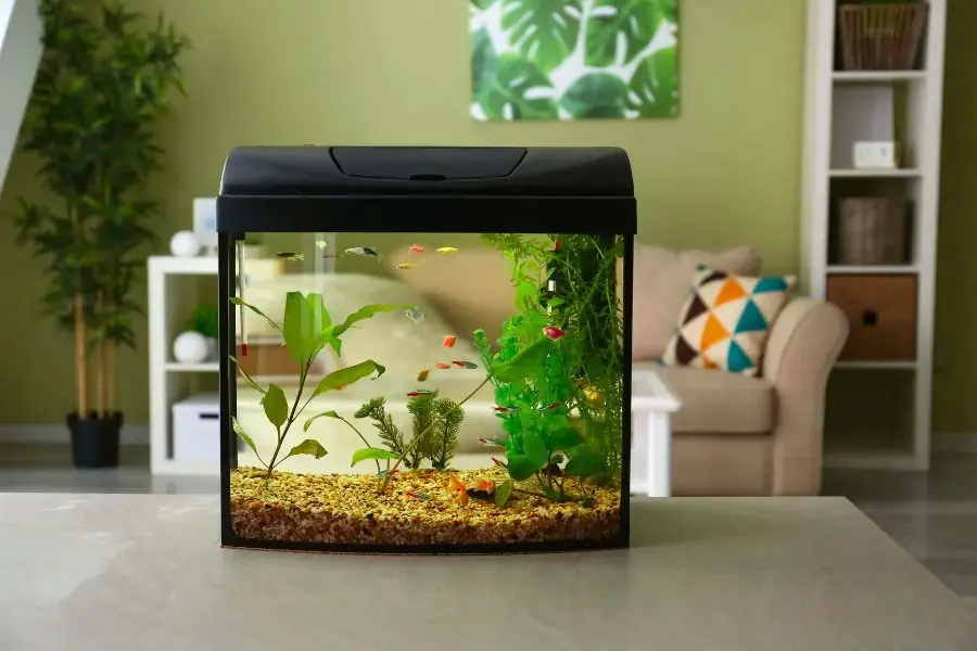 Tự làm bể cá cảnh mini đơn giản tại nhà