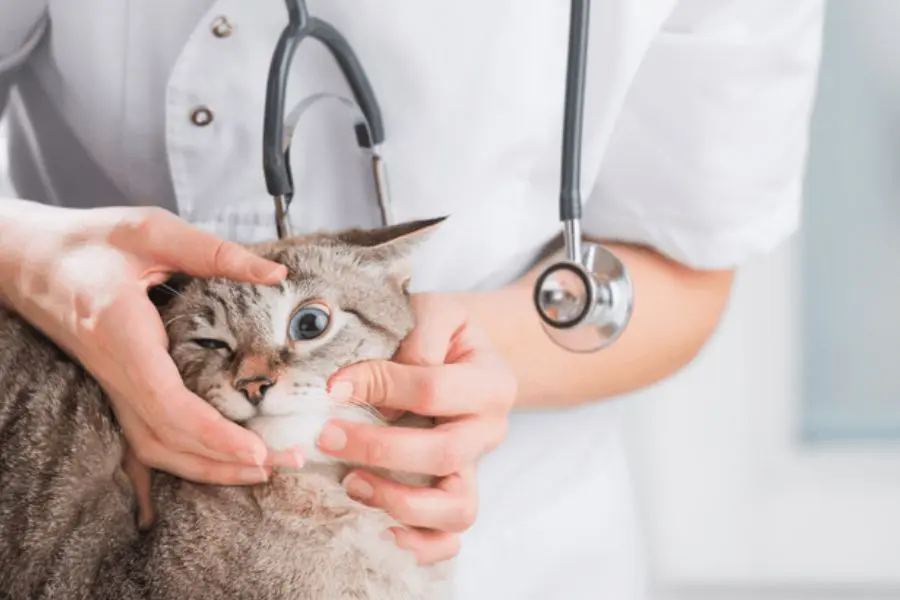 Mèo bị đau mắt do viêm giác mạc nhẹ có thể điều trị tại nhà và nên đưa đến bác sĩ thú ý nếu có biểu hiện trở nặng.