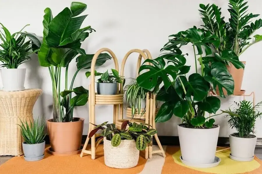 Trồng thêm cây xanh trong phòng để cây giúp lọc không khí và khử mùi điều hòa tốt hơn (Hình ảnh: Tròn Decor)