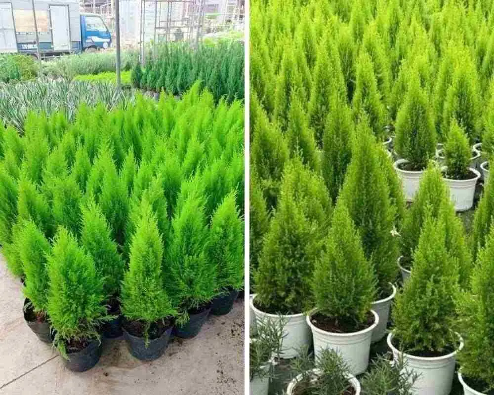 Trồng cây trong bầu đất lúc nhỏ, khi cây cao khoảng 80cm mới đem ra ngoài đất trồng.