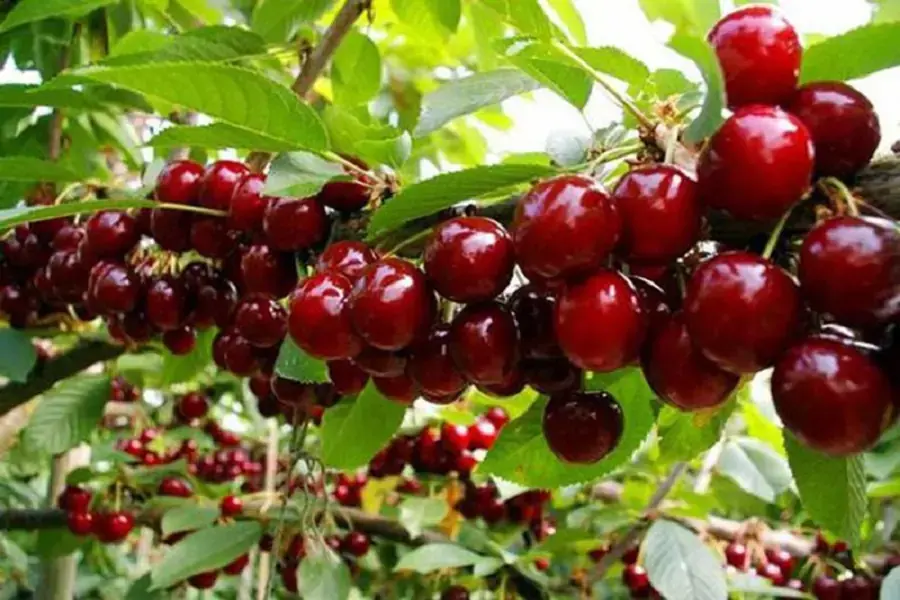 Cây cherry có nguồn gốc từ Brazil