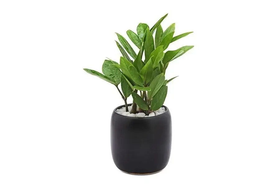 Cây Kim Tiền biểu tượng cho sự kiên cường, bất khuất