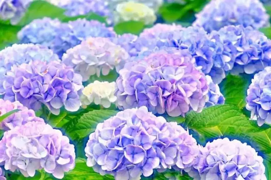 Cẩm tú cầu được chia thành nhiều loại khác nhau.
