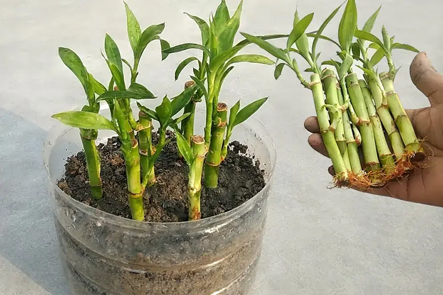 Trồng cây phát lộc trong đất.