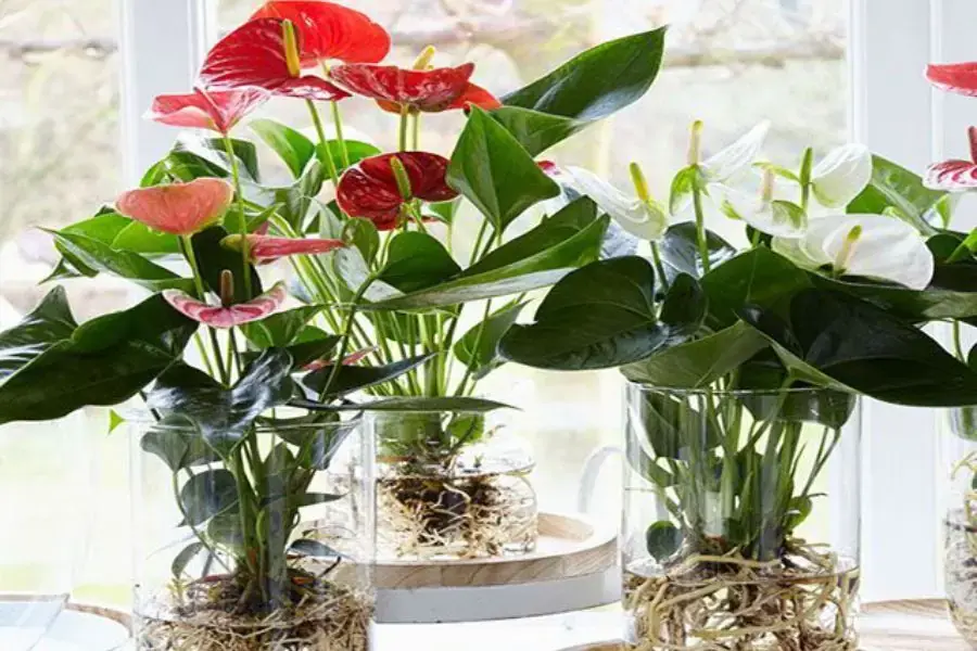 Hồng môn có sức sống mạnh mẽ, dễ trồng, dễ chăm sóc, cây có thể sống được trong cả môi trường đất và sống thủy sinh trong nước.