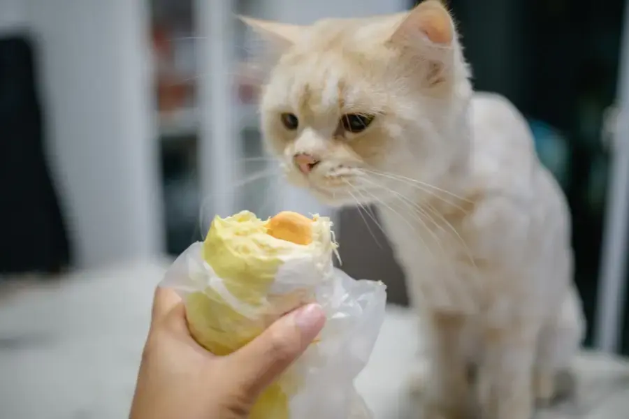 Mùi quả sầu riêng quá nồng thì có thể quả đã chín quá