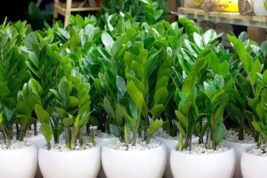 Kim phát tài hợp với cả 12 con giáp và với tất cả các bản mệnh ngũ hành