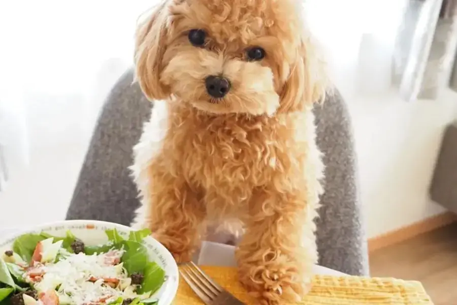 Chó Poodle con không nên ăn cá nhưng chó Poodle trưởng thành có thể ăn cá và cần nấu chín.