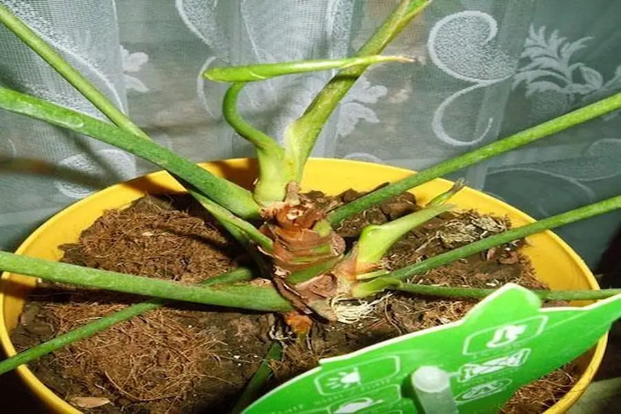Chọn mua giống Hồng Môn có rễ khoẻ mạnh.
