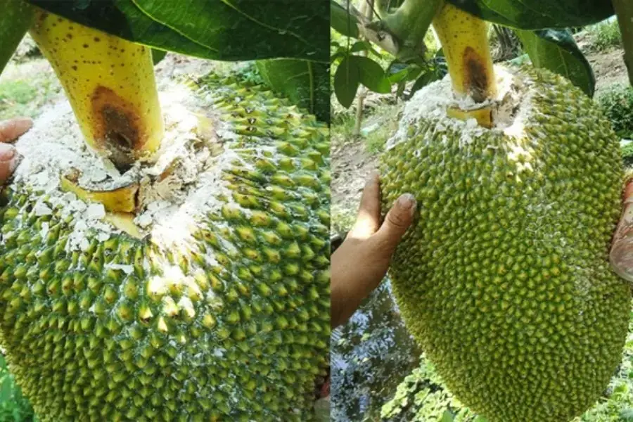Cuống quả mít