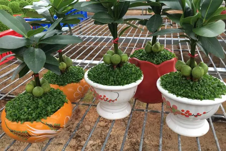 Cây tài lộc có tên khoa học là Hylocereus, có xuất xứ từ châu Mỹ, châu Phi,....