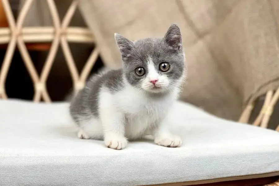 Nên trang bị chuồng nuôi rộng rãi cho Mèo Anh lông ngắn trong những ngày đầu khi mới về nhà. 