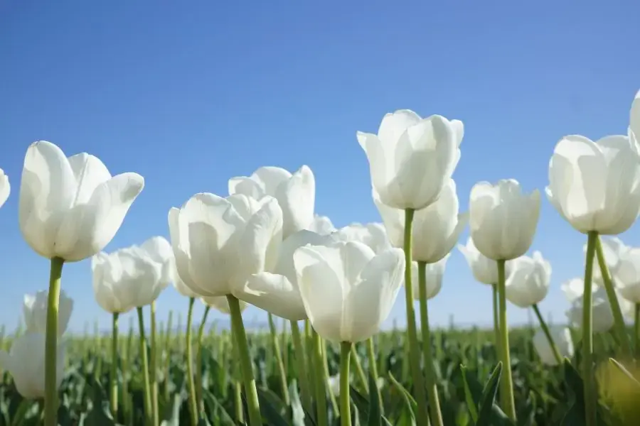 Hoa Tulip màu trắng thường là biểu tượng của sự thuần khiết và niềm an lạc.