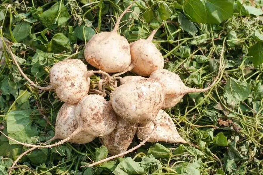 Củ sắn tốt cho vi khuẩn đường ruột