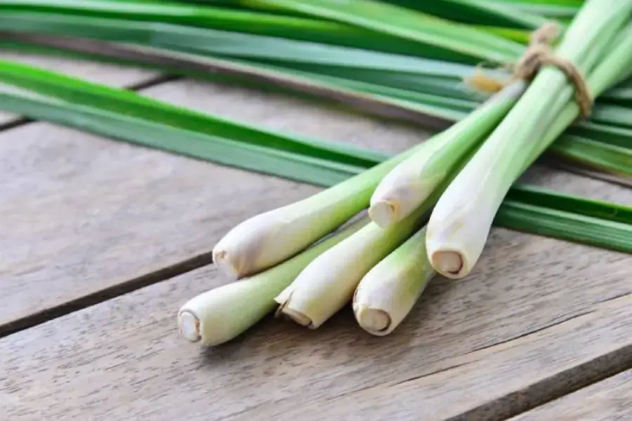 Sả có công dụng đuổi muỗi và côn trùng rất hiệu quả