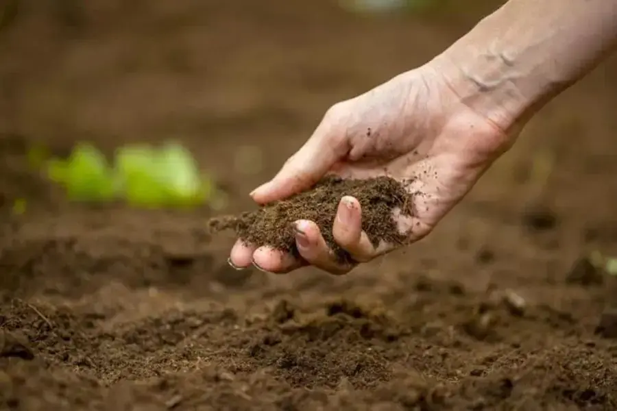 Chuối sinh trưởng tốt trên nhiều loại đất khác nhau.