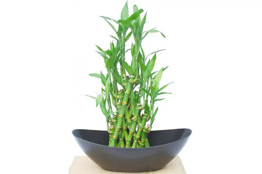 Phát lộc với dáng cây lạ mắt, nhỏ gọn phù hợp để bàn làm việc