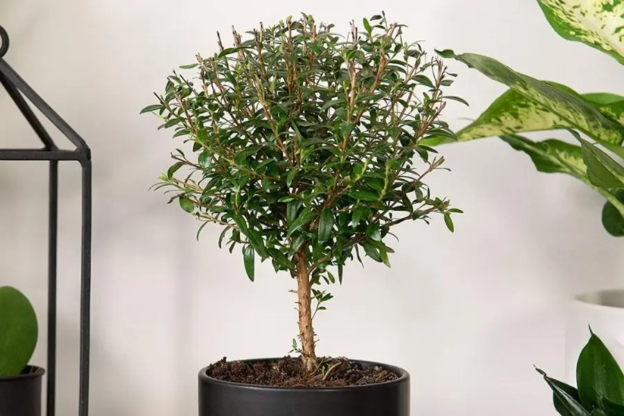 Cây hương đào có tác dụng kháng khuẩn, giúp không khí trong lành hơn.
