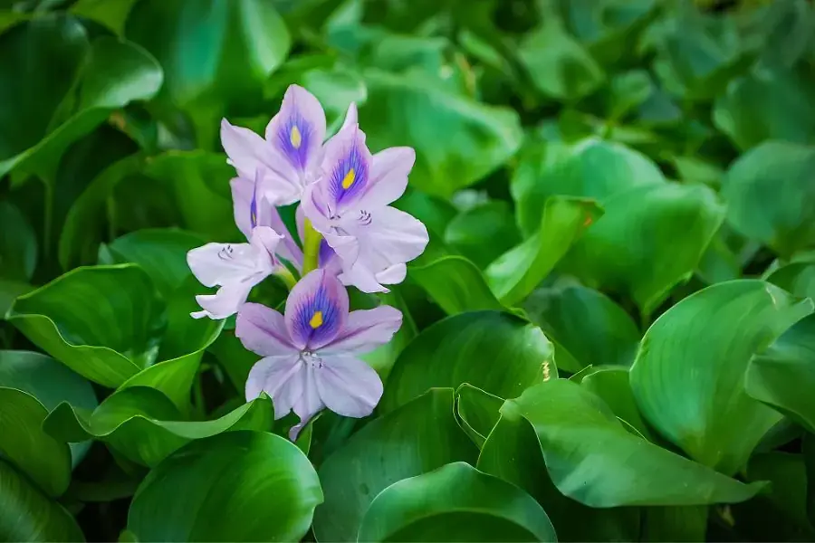 Hoa lục bình thường đuọc tìm thấy nhiều ở ao hồ, kênh rạch, sông suối.