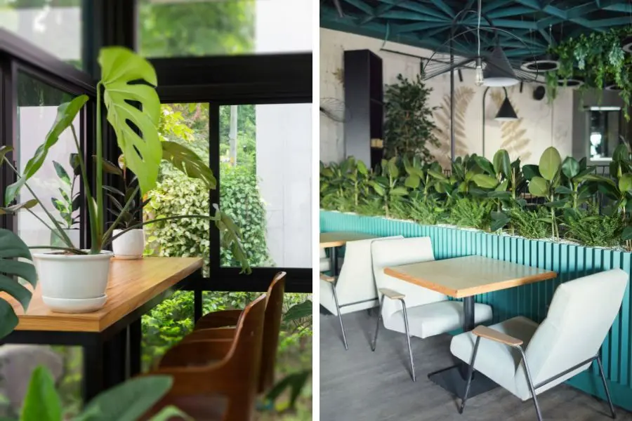 Nên đặt cây ở những vị trí có ánh sáng chiếu tới trong quán cafe như gần cửa sổ, cửa kính,...