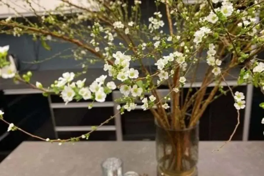 Cây Tuyết Mai không chỉ mang lại vẻ đẹp cho không gian mà còn mang nhiều công dụng.