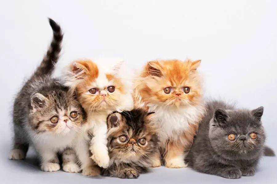 Lựa chọn địa chỉ cung cấp giống mèo Exotic uy tín.