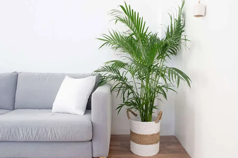 Cây cau mang lại vẻ đẹp đầy sức sống.