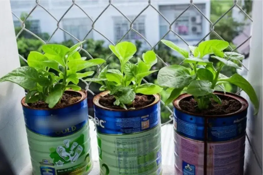 Chỉ cần vài động tác đơn giản là bạn đã có những chậu cây bé xíu trong nhà rồi, hãy đợi đến ngày thu được thành quả nhé.
