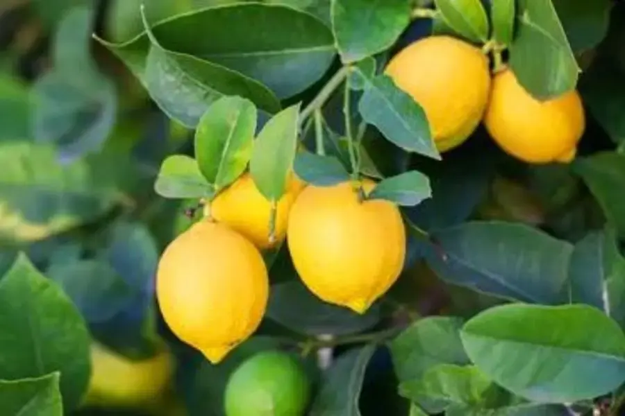 Chanh tươi có chứa axit giúp loại bỏ vết bẩn bám trên đèn xông tinh dầu