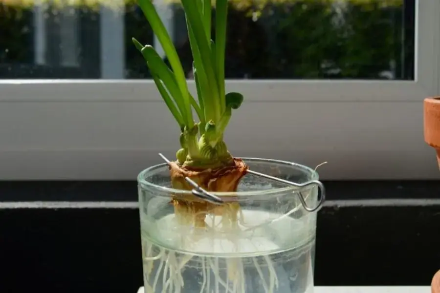 Điều chỉnh nước cho ngập toàn bộ phần rễ hành để không bị thối. 